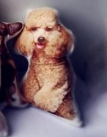 Personalized Pet Pillow - The Ultimate Gift for Pet Lovers
